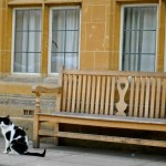 Oxford Mansfield College Cat