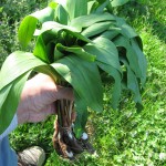 Ramps (3)