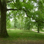 Platanus_orientalis_(Oriental_Plane)_Tree